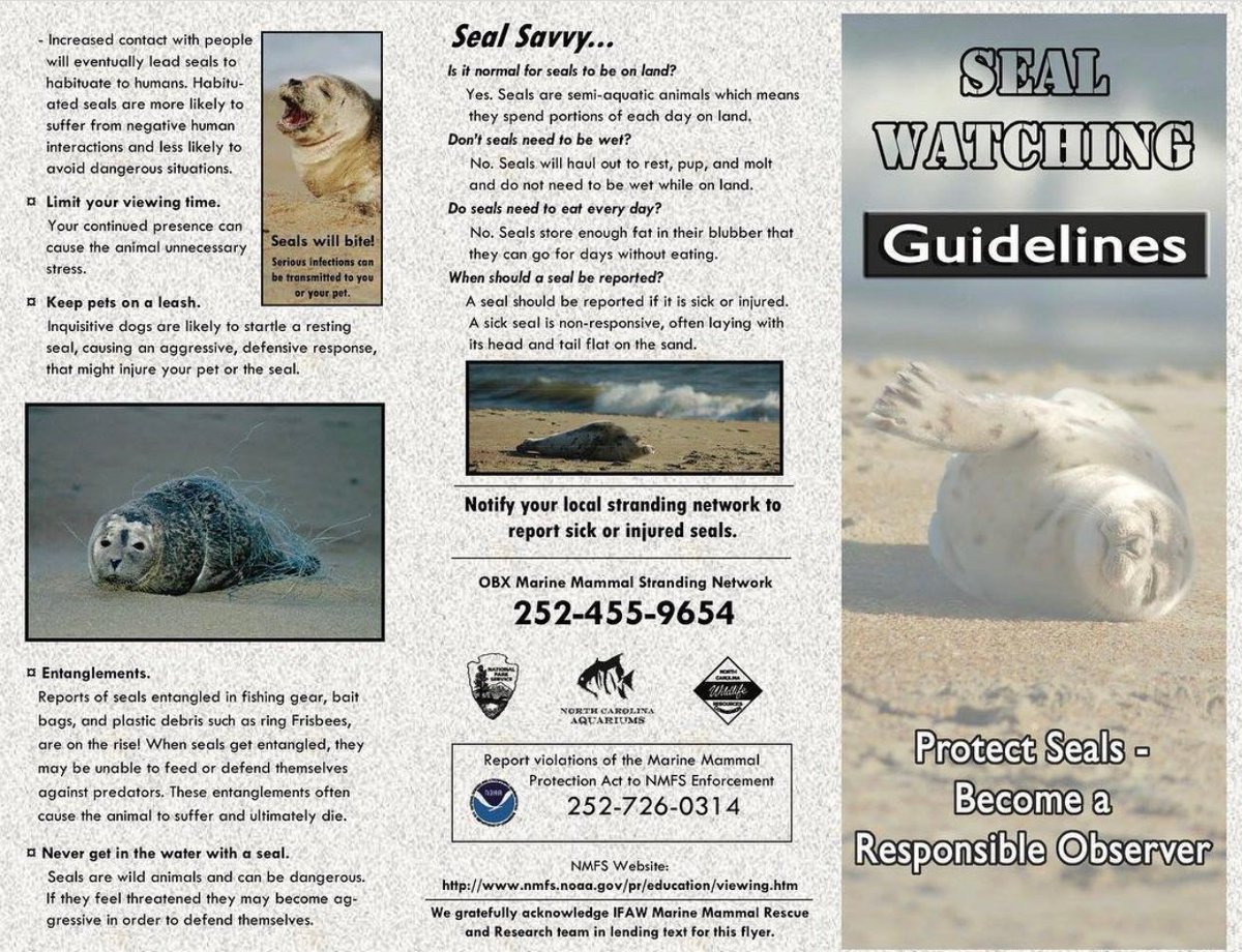 Over the next several months, you may encounter #seals on Seashore beaches. Seals, like the harbor seal in the photo below, typically haul out on beaches to rest after a period of feeding in the ocean.

Please adhere to the seal watching guidelines in the attached photos.