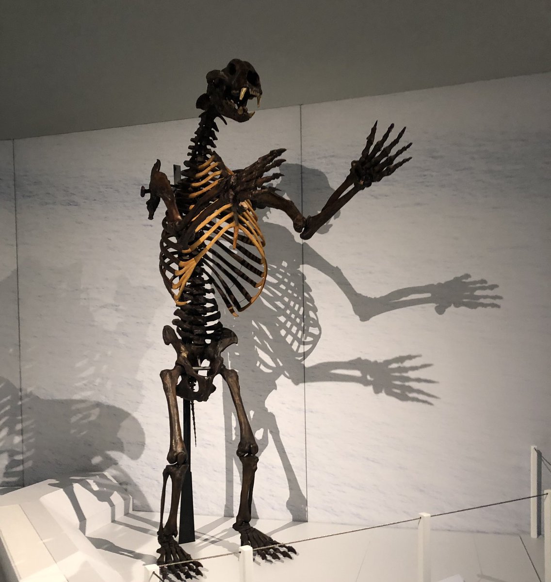 Short-faced bear Weighing in at over 1,200 kg, these behemoths were one of the largest mammals known to exist. Their claw marks have been recorded on cave walls up to 15 feet high.