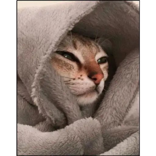 JennieKens's tweet photo. My Cat At 3 AM While I'm asleep : 
What Nice Face Scratch ha Right ☺🌚 https://t.co/KefqdDZAVj