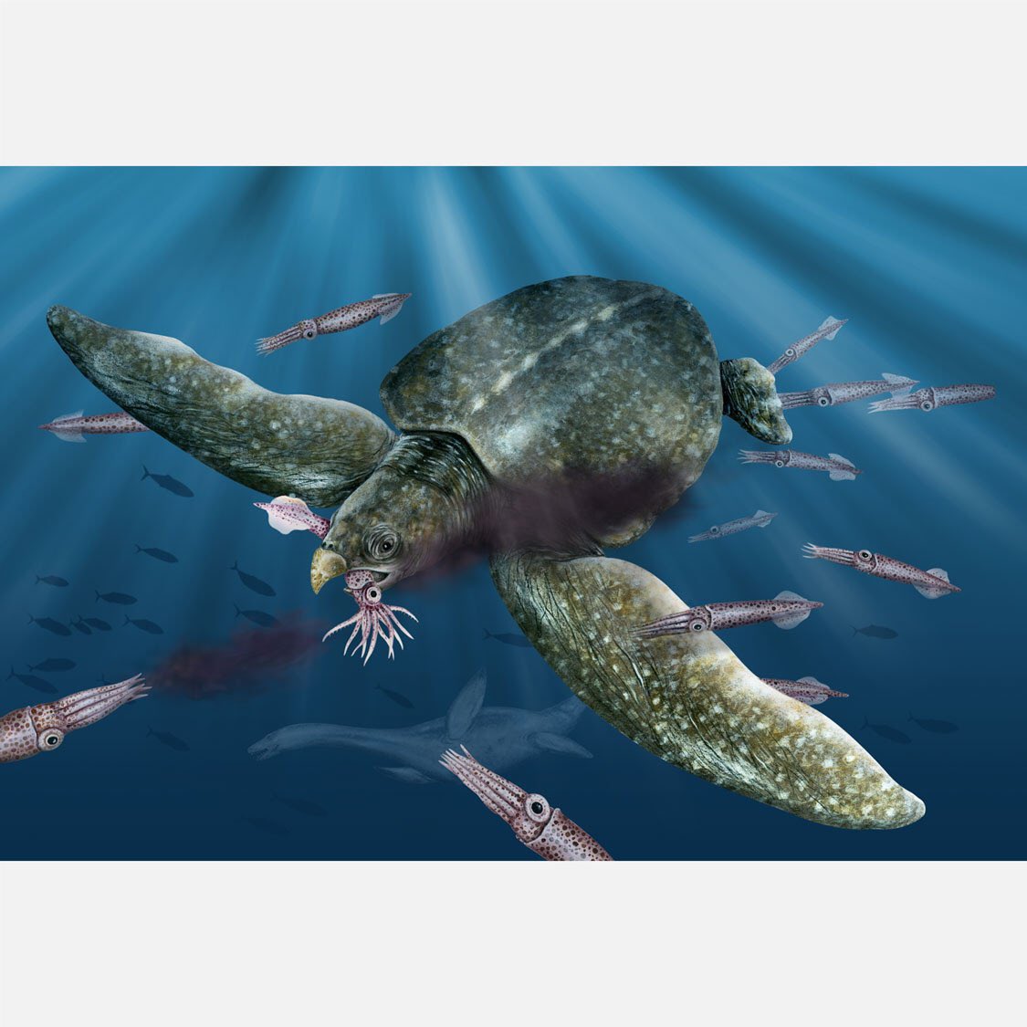 Archelon This giant sea turtle reached 12 feet in length, and had a thin shell to remain neutrally buoyant so it could adapt to where its prey was