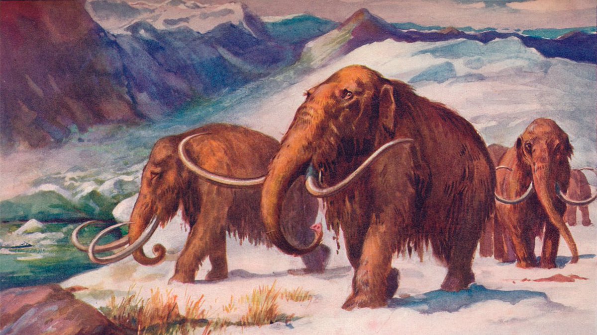 Wooly mammoth Human survival was dependant on mammoths in cold areas. Their large bones were used for everything from hut foundations and fire fuel to musicals instruments and tools. Bone condition indicates they were mostly scavenged, rather than hunted.