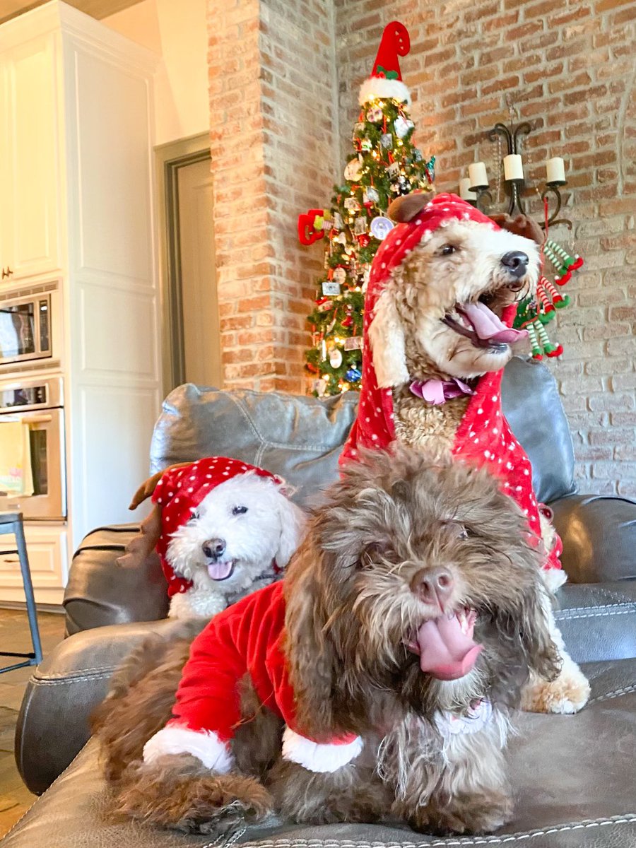 Ok, done with that section so now time for an  @adamscrabble style interlude, how cute are these dogs? Our two left and bottom, the neighbor’s on the right. Kudos to her for the patience to get a shot like this. 13/
