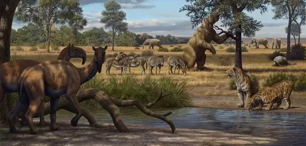 This is just a small sample! Dire wolves, ground sloths, mastodons, giant armadillos, camels and many more majestic creatures once roamed the grounds that we now inhabit.