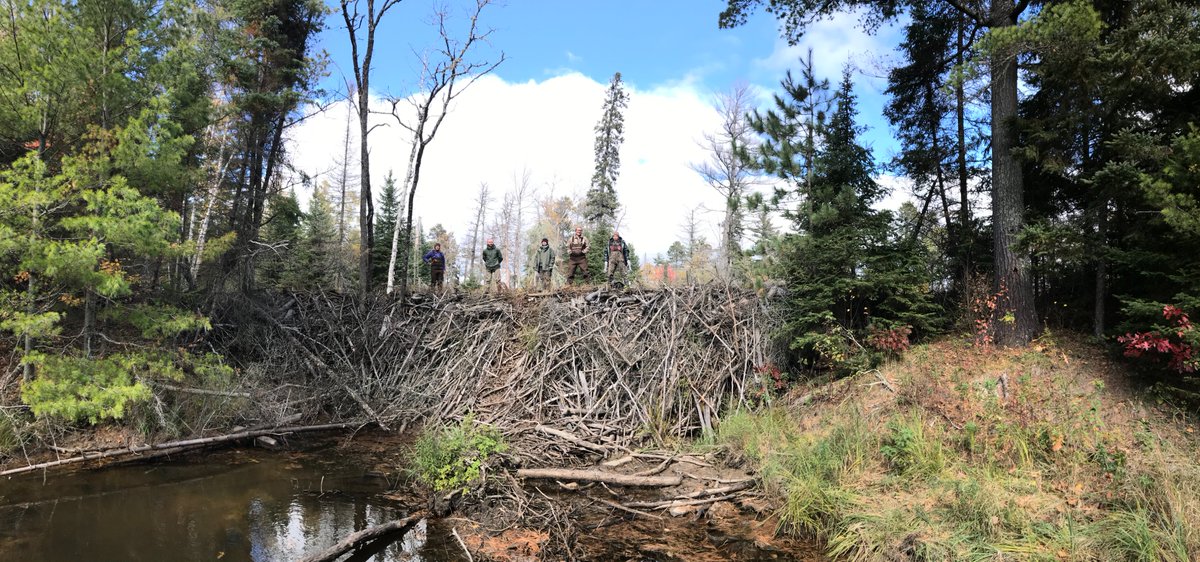 Billed as maybe the tallest known beaver dam in the world, "Helm's Deep" in Voyageurs National Park is 11-13ft (3.4-4.0m) tall, depending on where you measure it from.A short thread about big beaver dams.1/10