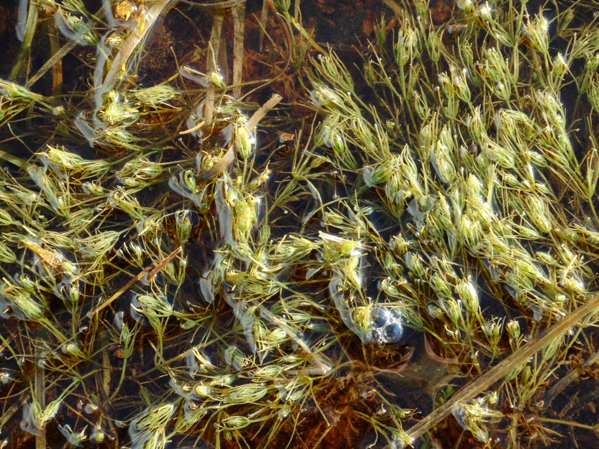 Exploring Afon  #Nodwydd  #Anglesey - this river rises in Cors Bodeilio National  #Nature Reserve - Mineral-rich water from the surrounding limestone drains into the wetland creating an alkaline fen  #stayinglocal  #Covid19  #RiversOfWales  #NNR  #naturalhistory  #heritage  #thread  #Wales