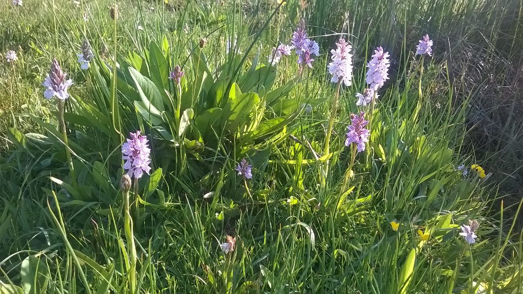 Exploring Afon  #Nodwydd  #Anglesey - this river rises in Cors Bodeilio National  #Nature Reserve - Mineral-rich water from the surrounding limestone drains into the wetland creating an alkaline fen  #stayinglocal  #Covid19  #RiversOfWales  #NNR  #naturalhistory  #heritage  #thread  #Wales