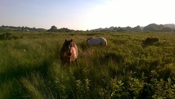 Exploring Afon  #Nodwydd  #Anglesey - this river rises in Cors Bodeilio National  #Nature Reserve - Mineral-rich water from the surrounding limestone drains into the wetland creating an alkaline fen  #stayinglocal  #Covid19  #RiversOfWales  #NNR  #naturalhistory  #heritage  #thread  #Wales