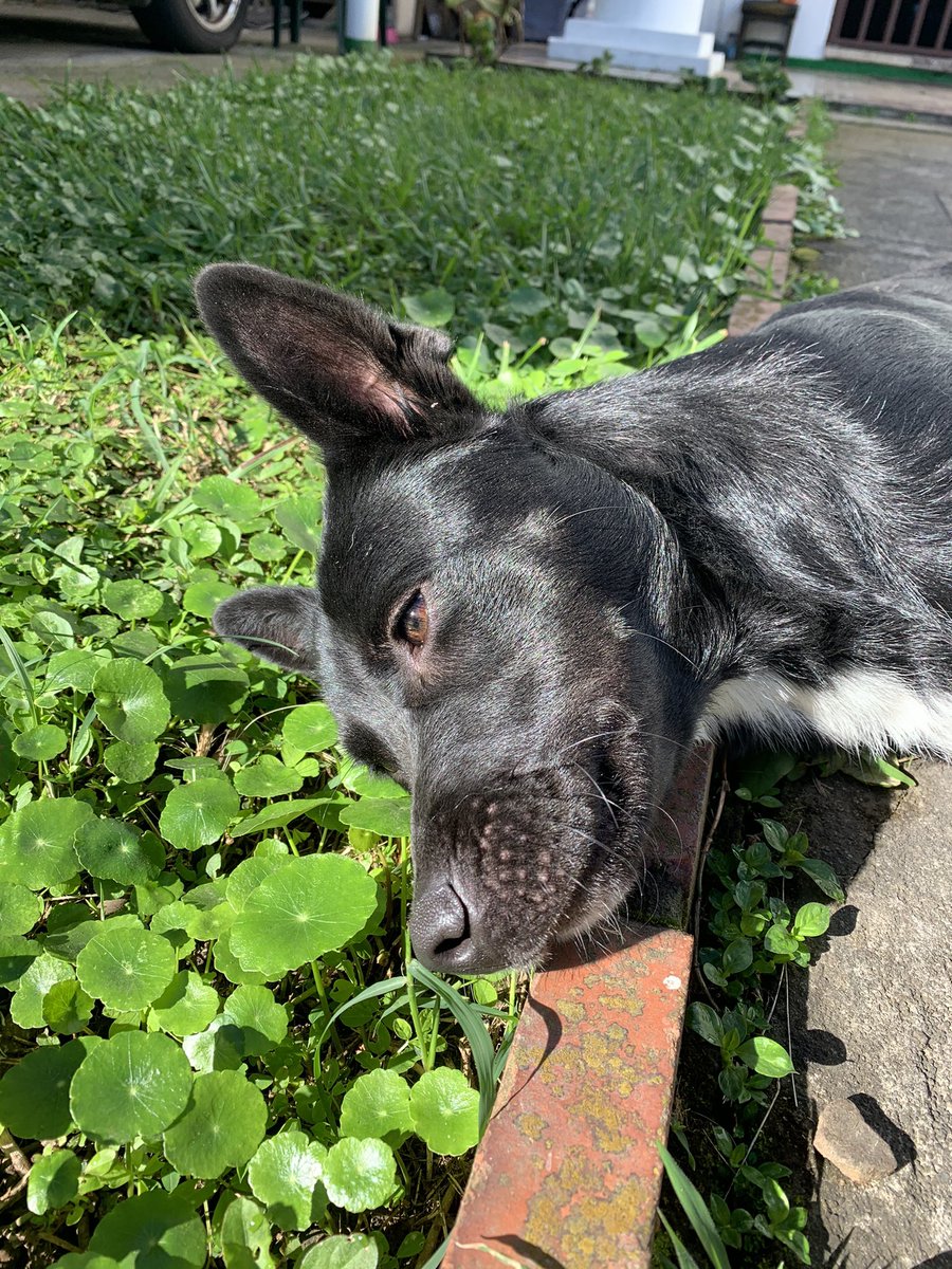 GianCaRestani's tweet photo. Buscamos casa para esta perrita que fue abandonada hace un par de semanas. Está castrada y desparasitada, es una cachorra pero todavía no sabemos su edad. Es cariñosa y un amor completo, me ayudan dando RT para buscarle casita? ❤️🐕 https://t.co/k3Xq2CtGdW