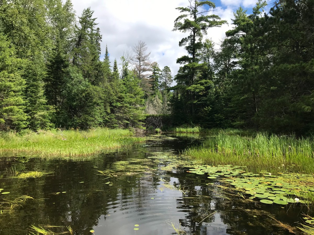 Even from a distance it is impressive. I'm 6'6" (1.98m) for scale.There are likely other dams out there that are taller, but I've yet to encounter one up close.There are basically full 15'+ tall trees stacked in here, which is unusual, to say the least!2/10