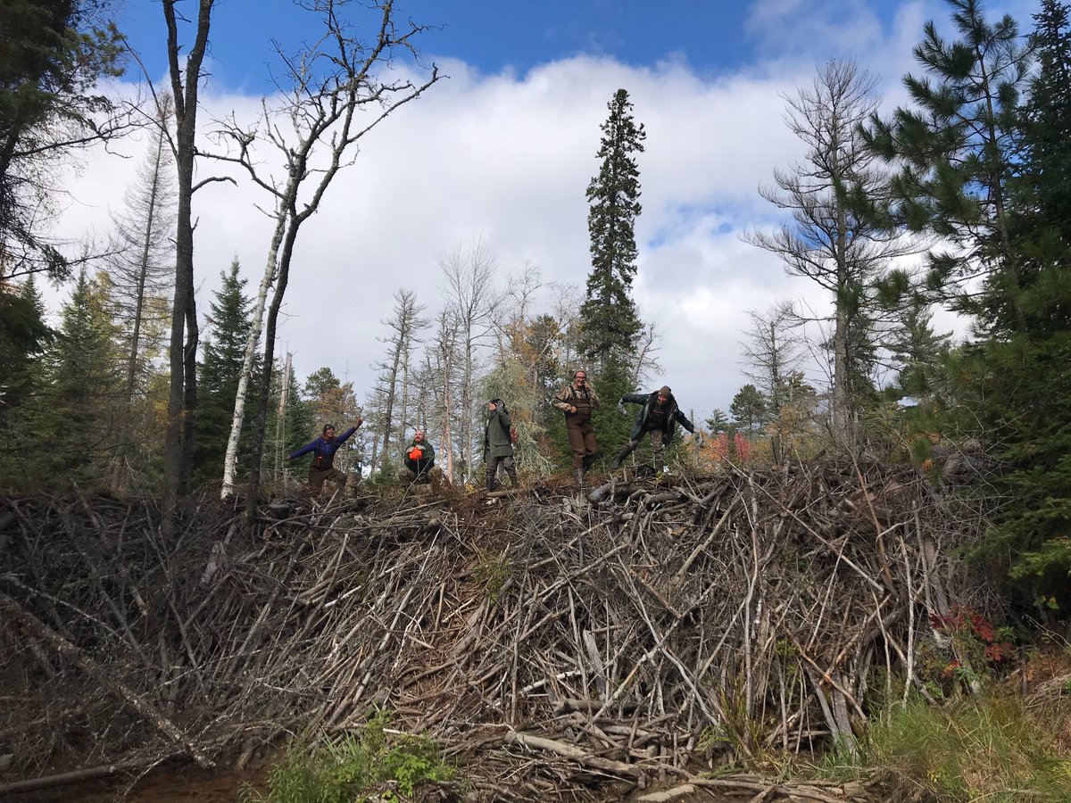 LAST/10My guess is there are others out there who've seen some tall beaver dams in their neck o' the woods or on their travels? Share a pic, location, and any measurements in the comments, or DM me. I am compiling some info for a book chapter.Thanks in advance!