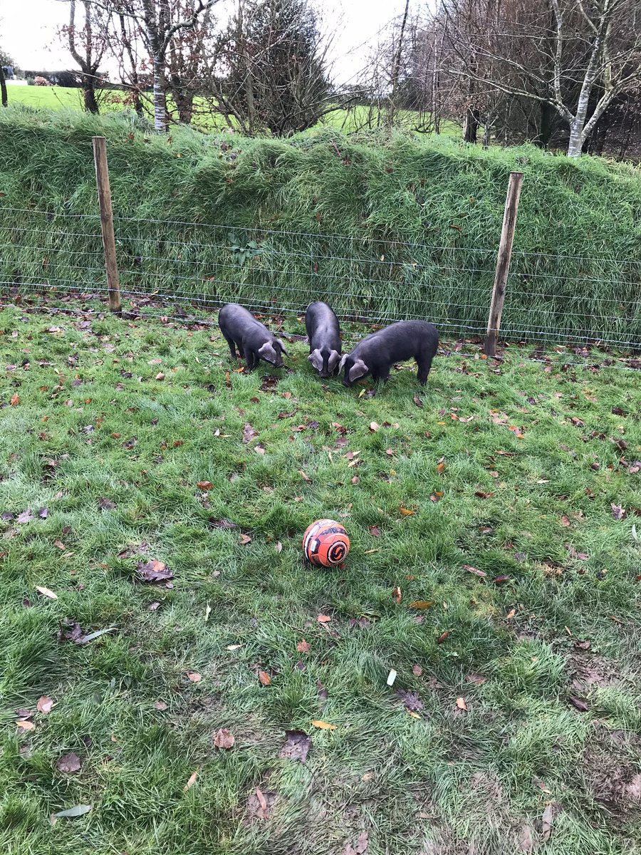 devon_hens's tweet image. Welcome piggies 🐖 #largeblacks