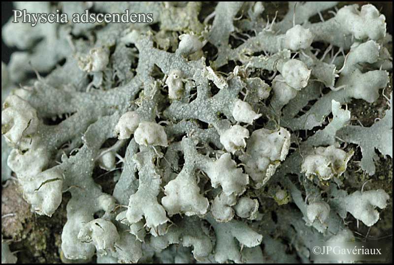 Here are nice images of typical Physcia adscendens and P. tenella (borrowed from  https://www.afl-lichenologie.fr/&nbsp; ). How well do I really know this pair of lichens. The start of a thread!