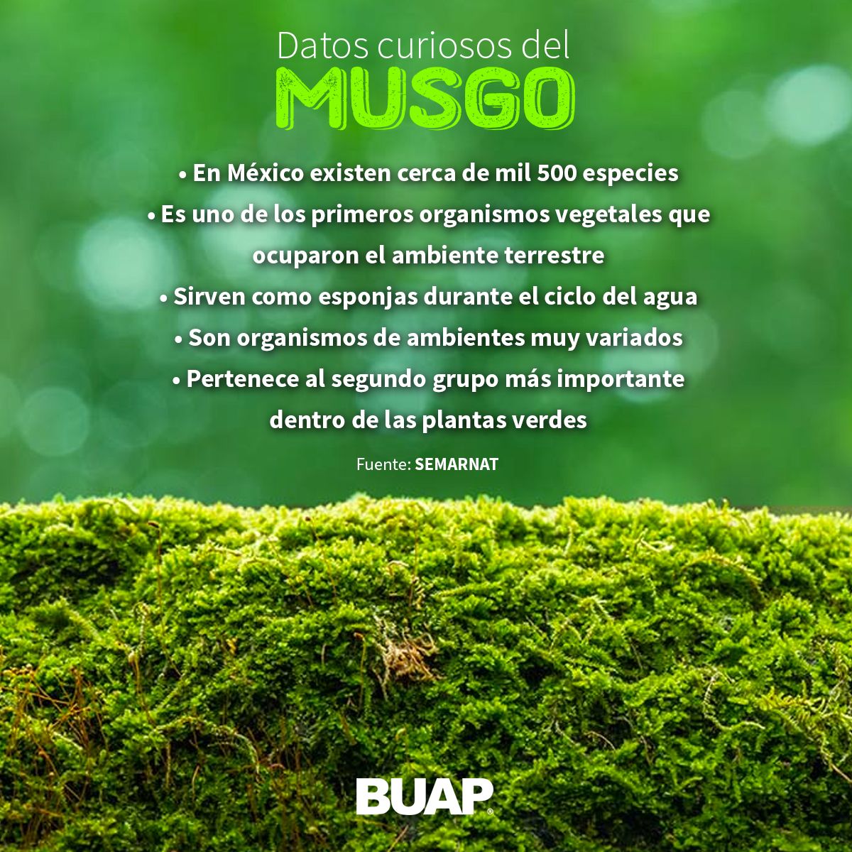 Beneficios del musgo artificial y por qué lo necesita hoy