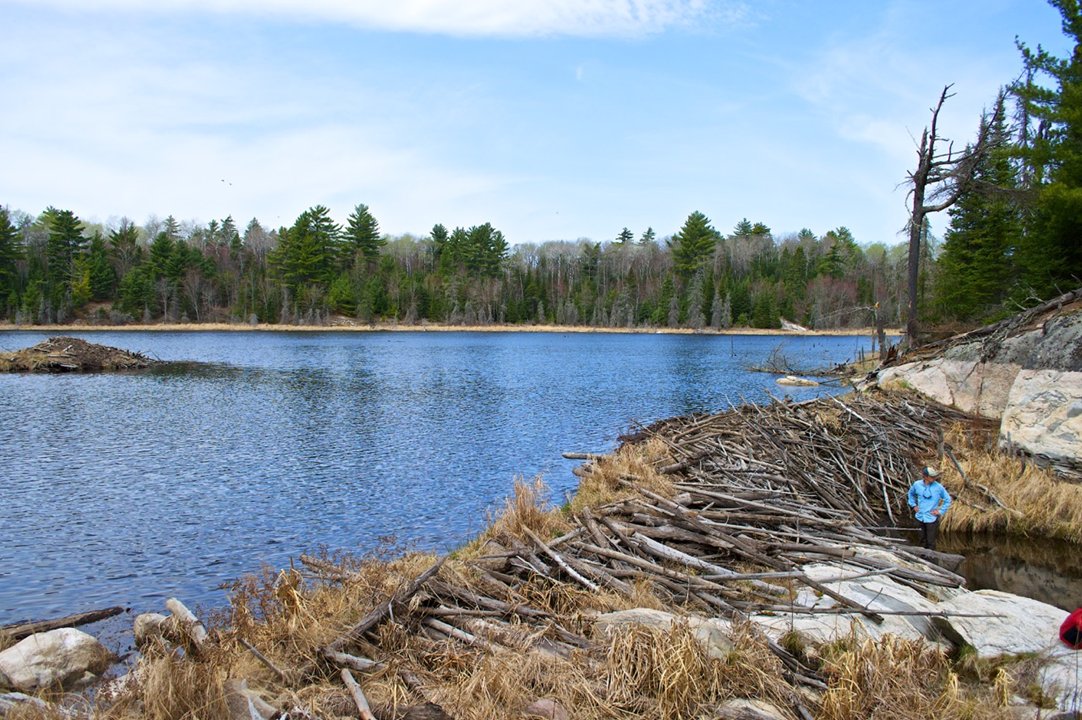 5/10But I digress...Typically, such large dams are multi-generational efforts. Doesn't necessarily mean constant occupation of the pond, as they can go "dormant" for periods only to be later reoccupied by smart beavers wanting to rehab old dam rather than start a new one.