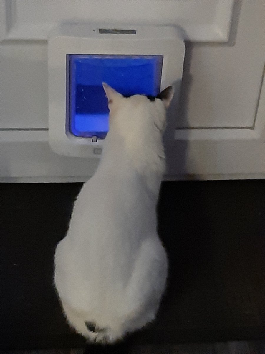 nguyenhdi's tweet photo. You must be wondering what I did at Christmas. Well, I stalked a cat.
#catsofTwitter #notmycat https://t.co/iirq2wTsjv
