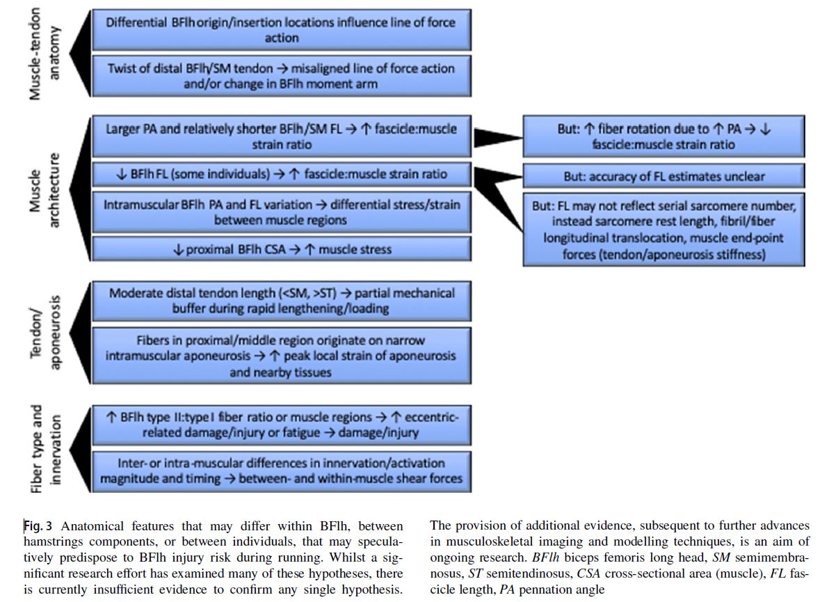 🚨New Critical Review🚨 Does Muscle–Tendon Unit Structure Predispose to Hamstring Strain Injury During Running? 

Structural features that might influence strain injury risk:

- muscle–tendon architecture &amp; interactions
- muscle fiber type 
- region-specific innervation

Link⬇️
