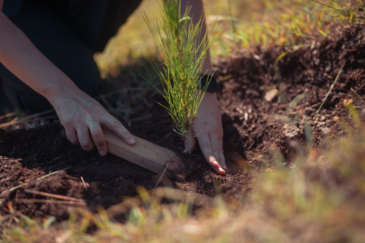 Popularenlinea's tweet photo. Cerramos el año 2020 con un total de 320,794 árboles sembrados por empleados voluntarios del banco, así como por la colaboración de entidades aliadas vinculadas a la preservación del medioambiente. 

#SiembraPopular #RSE #BancaResponsable #ResponsibleBanking #ODS13 https://t.co/XWnMBxdqLT