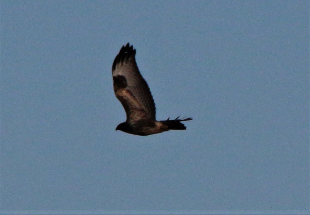 Allosaurus500's tweet photo. #365DaysWild #KC2020
DAY 362: The Grey Wagtail is becoming a regular on the flooded fields by the Aylmerton stone cross and this Buzzard is often about. https://t.co/yuMazixMUx