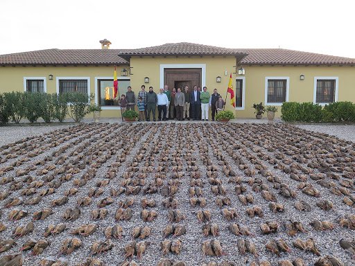 CastellaNatura's tweet photo. Cada fin de semana, en decenas de fincas. Ojeos de perdices donde se matan más de 400, 600 o de 1000 perdices por cacería. Lo de la montería de Portugal provocó indignación, pero es q ocurre cada fin de semana en España. Pero "solo" son perdices https://t.co/9UXtXQWwbV