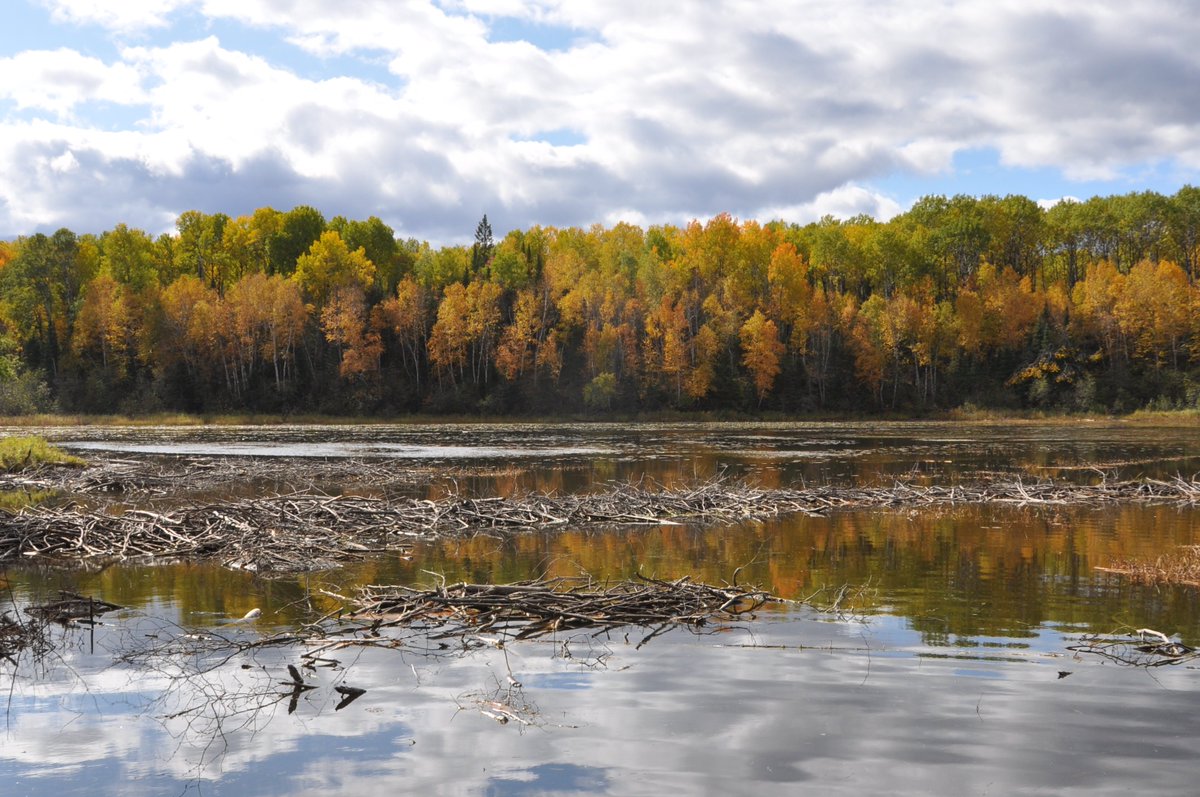 7/10We've measured lots of them in the 300-500m range in Minnesota and nearby Ontario, all typically in really flat, boggy terrain where the only way to store water is not by building tall dams upwards, but by building short dams sideways.