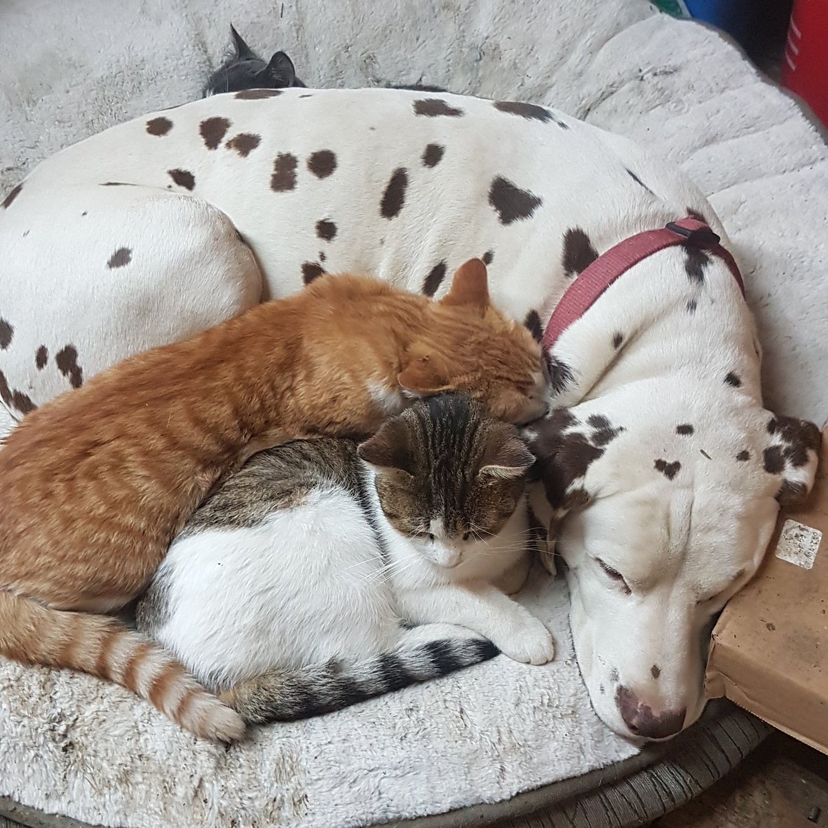 ayrporte's tweet photo. @CassVogel Freckles doesnt seem to mind😎
#leavethemout https://t.co/j40AERYojD