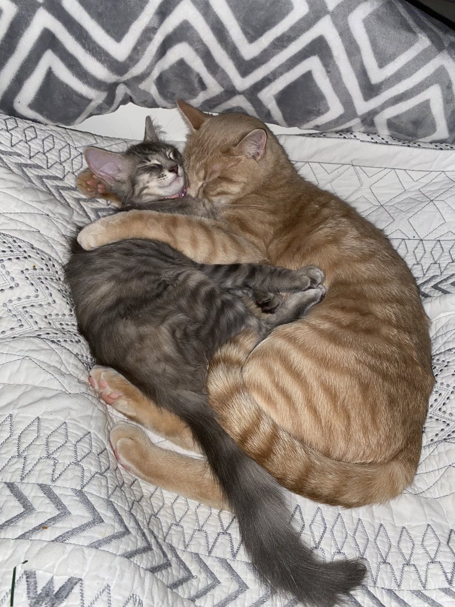 Courty100's tweet photo. The sweetest cats 💞 https://t.co/ZU4zfN0pNE
