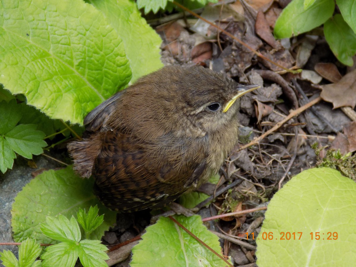 found this little baby wren last year, such an beautiful bird 
#wren #britishbirds #birds #bird #birdphotography #birdwatching #birding #birdsuk #wildlifephotography #wildlife #wildlifeuk #nature #cute #cuteanimals #gardenbirds #gardenbird #wild