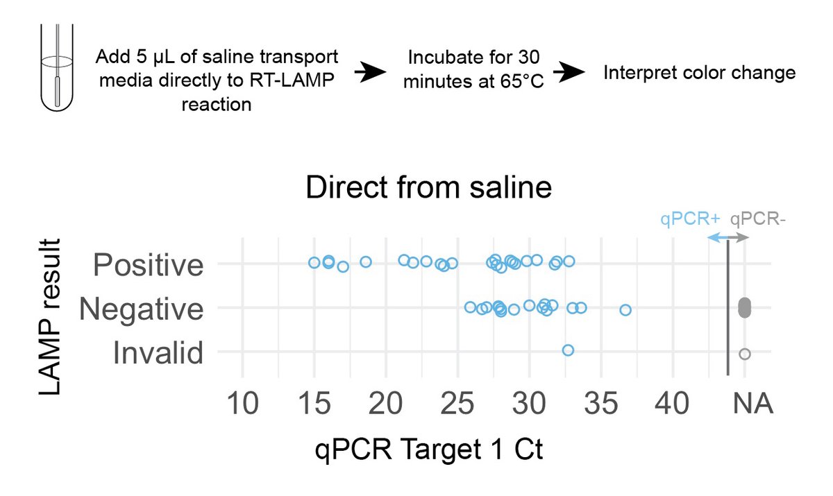 Direct-from-saline testing could detect samples with Cts as high as 33, but still missed many qPCR+ samples (assay sens ~59%). Again, great for detecting highly infectious people but still missed true positives. Crisper color changes with saline than UTM. No false +s. (9/n)