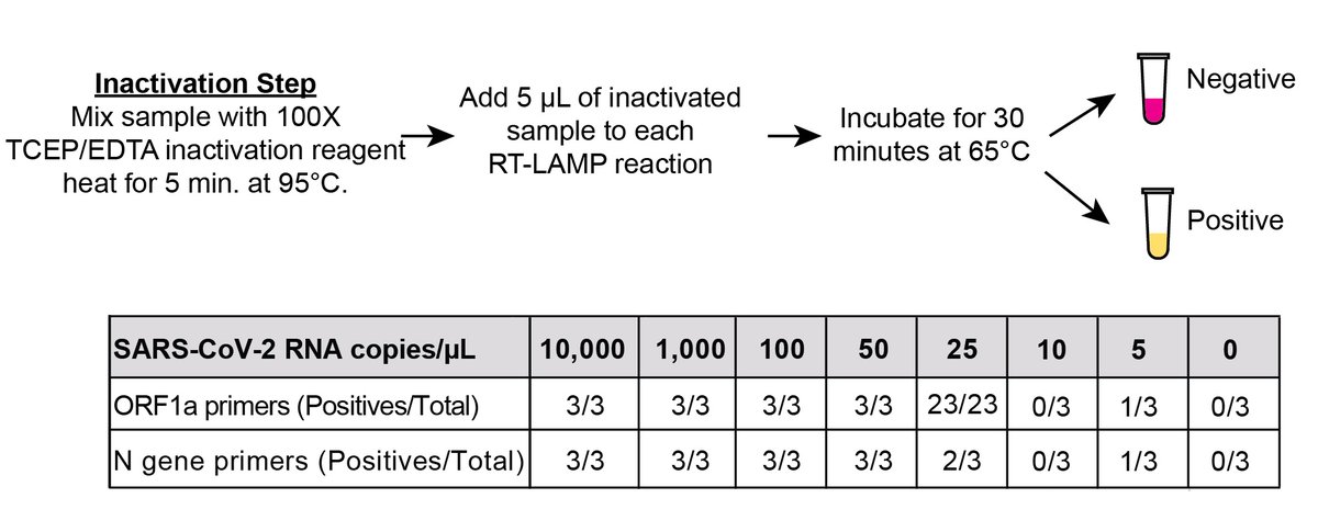 We could finally perform true LoD studies by spiking naked control RNA into TCEP/EDTA/heat inactivated NP specimens (previously, endogenous RNases chewed up spiked-in RNA immediately). LoD was ~25 copies/µL of sample, huge improvement! Would it work w/ clinical samples?(11/n)