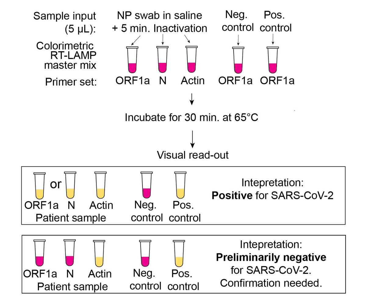 We incorporated that 5 min. chemical/heat inactivation protocol into a rigorous testing procedure that tested each sample w/ 2 separate LAMP primer sets (ORF1a & N gene) + an internal control (human actin), in parallel w/ + and – external controls. (12/n)
