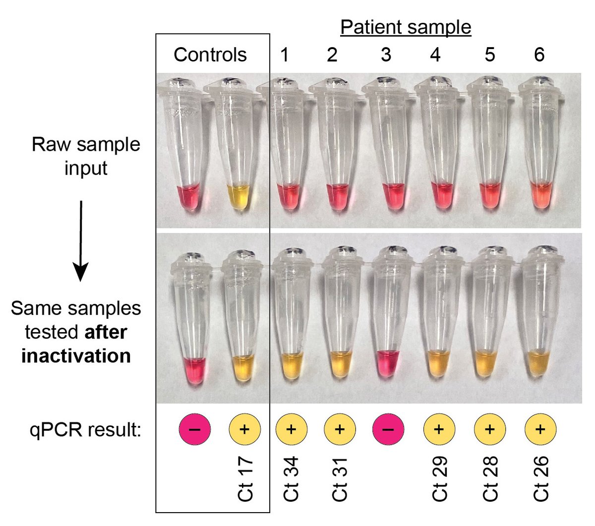 Inactivation pre-LAMP had huge benefit: clinical samples with Ct 26-34 that were previously LAMP- but PCR+ were now LAMP+ too (top= 5 µL saline added directly to LAMP rxn, bottom = 5 µL of same sample tested after 5-min inactivation step).(13/n)