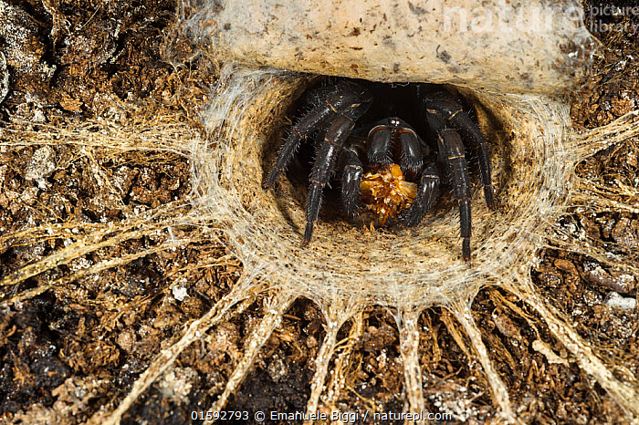 Many trapdoor spiders and tarantulas use threads of silk as "triplines" coming out from burrows that alert them to passing prey. See. eg, this  @EmanueleBiggi photo ( https://www.naturepl.com/stock-photo-malaysian-trapdoor-spider-liphistius-malayanus--adult-female-in-her-image01592793.html)(At first aerial webs were not needed, as flying insects had not evolved yet.)
