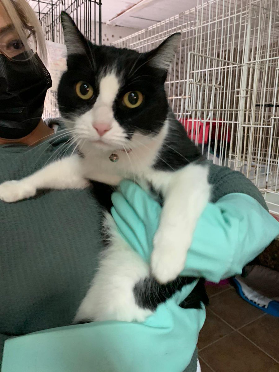 CatBenidorm's tweet photo. GREY es una gata casera de 5 años que han dejado en la #ProtectoradeBenidorm por motivos personales. Está esterilizada y es muy cariñosa. Quieres darle un hogar definitivo? #catsclubbenidorm #benidormgatuno #catslovers #AdopcionResponsable #AdoptaNoCompres https://t.co/L34m1Cy66Z