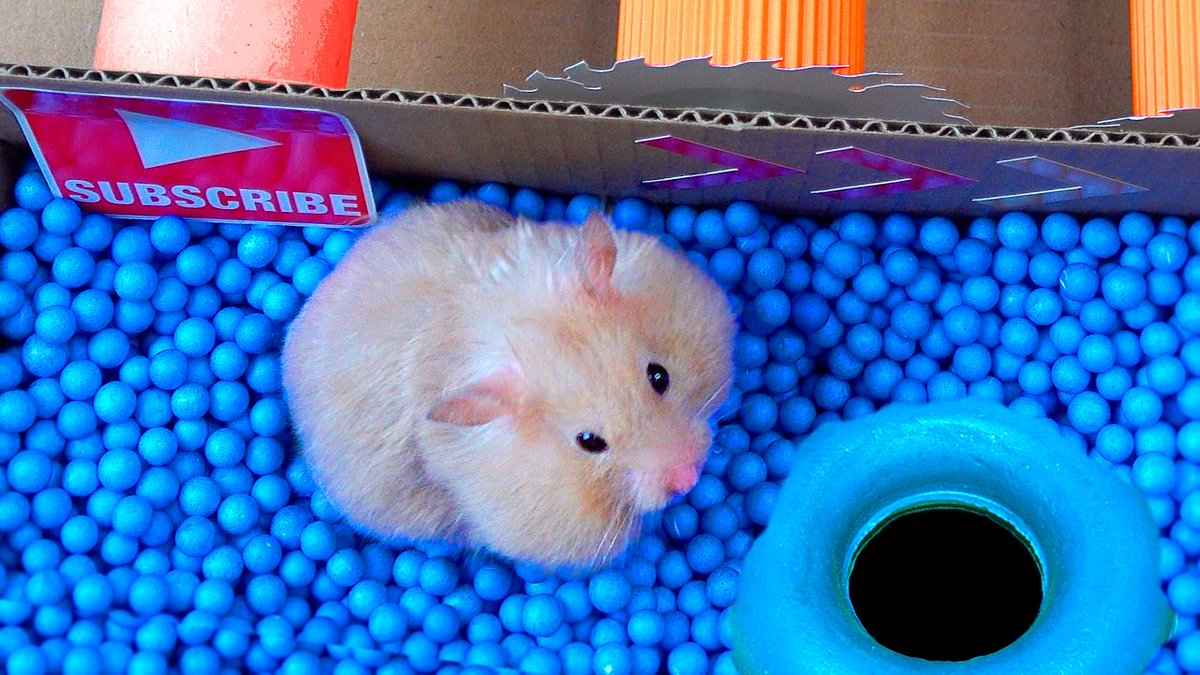 HamsterRomulus's tweet photo. 🐹 HUGE HAMSTER MAZE - Romulus Obstacle Course https://t.co/Mh9WmIGVjP through @YouTube #hamster #diy #maze #pets #animals https://t.co/P0JZ12joZh