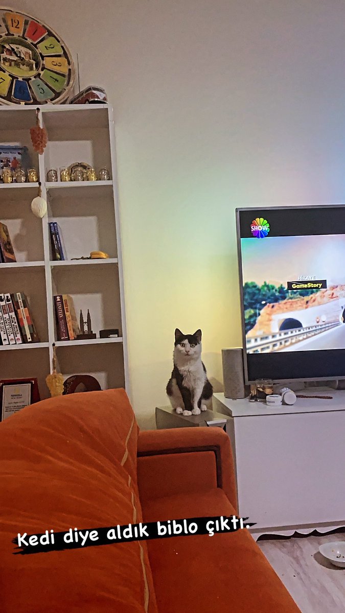 Kedi diye aldık biblo çıktı..