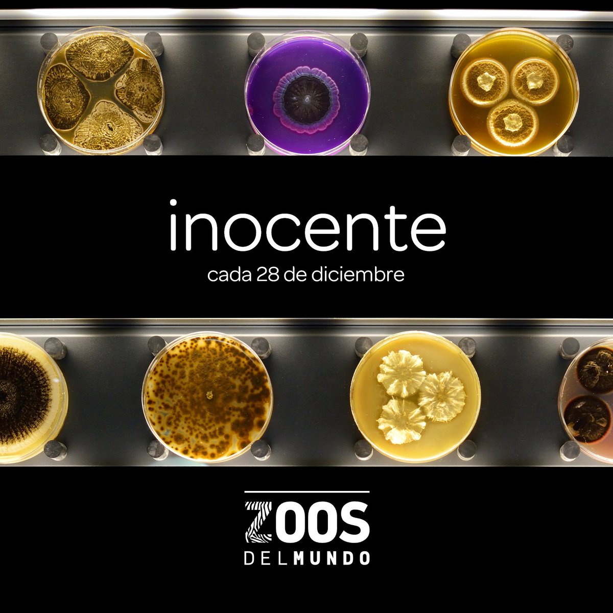 ZoosdelMundo's tweet image. ¡Era broma! 😜 Quizás pronto podamos recordar a algunos de estos virus como si fuesen piezas de museo, pero de momento es solo nuestra #inocentada de este año. Esperamos que, aunque no hayas caído en ella (¡cada año estáis más entrenados!), te hayamos podido sacar una sonrisa! 🙃