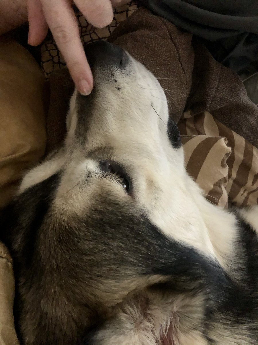 AppaAwoo's tweet photo. Even doggos can have a lazy day from time to time. I couldn’t resist some cuddle time with mom. https://t.co/ZS7eU3dfeH