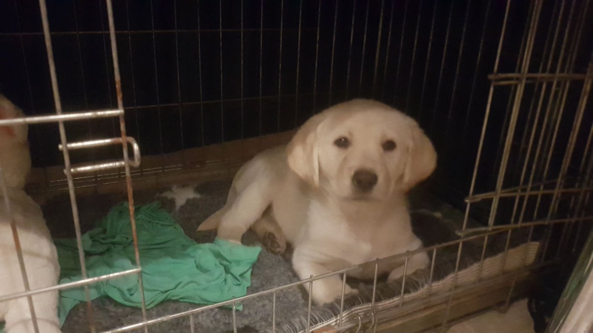 Meet the latest member of the gardening crew, Fig, she'll be on landscaping and pruning duties judging by the state of my lawn and plants! #puppy #digger #chewseverything #butterwouldntmelt