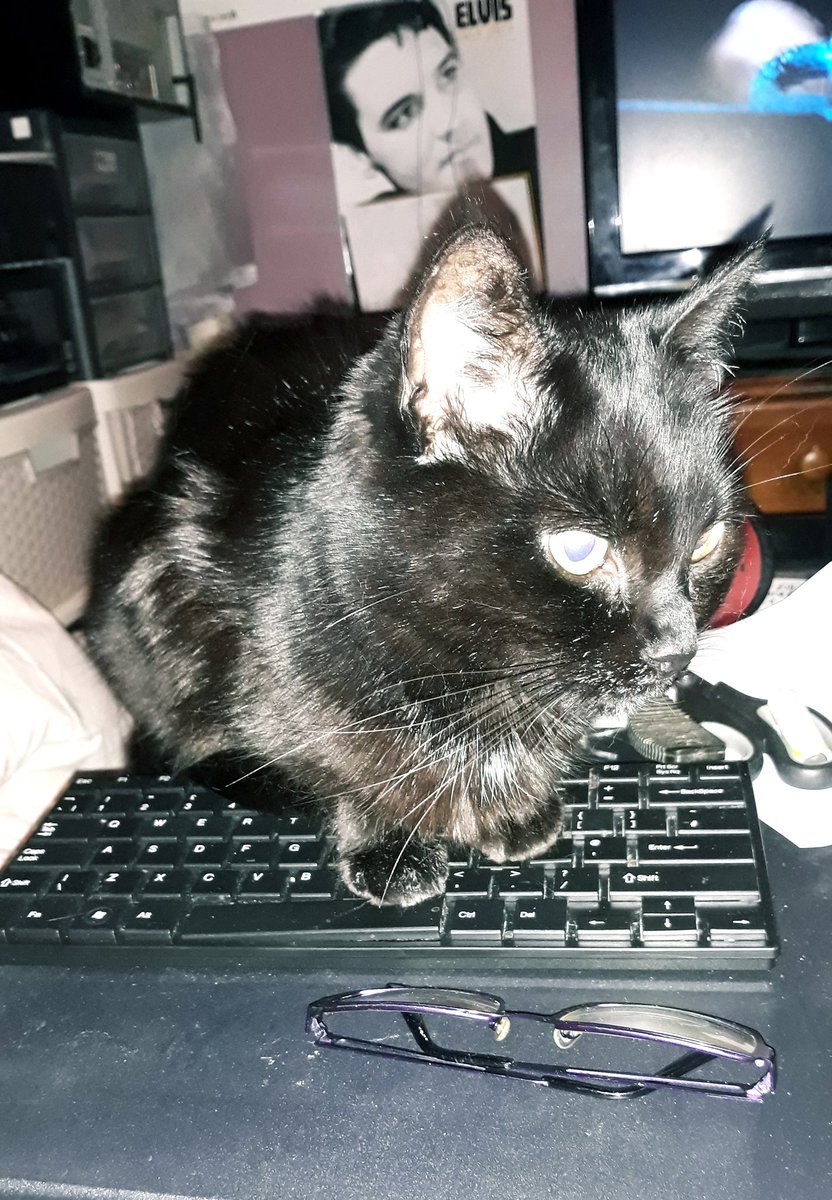 What is it with cats and keyboards? #catsonkeyboards #catsrule #BlackCat #MinnietheMoocher