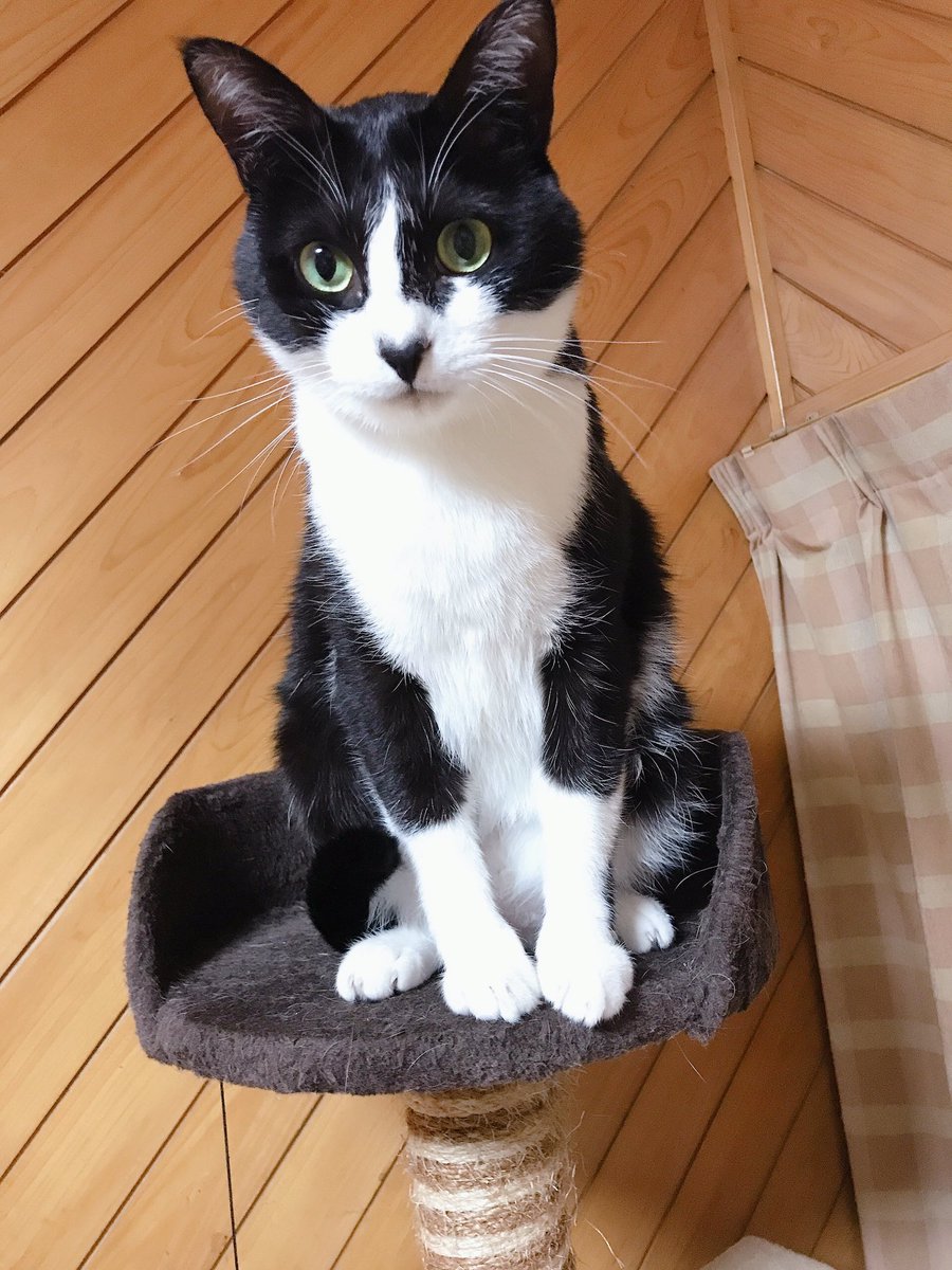 hazzieoor's tweet photo. なかなかかわゆい100均 https://t.co/92GpzNzHFU