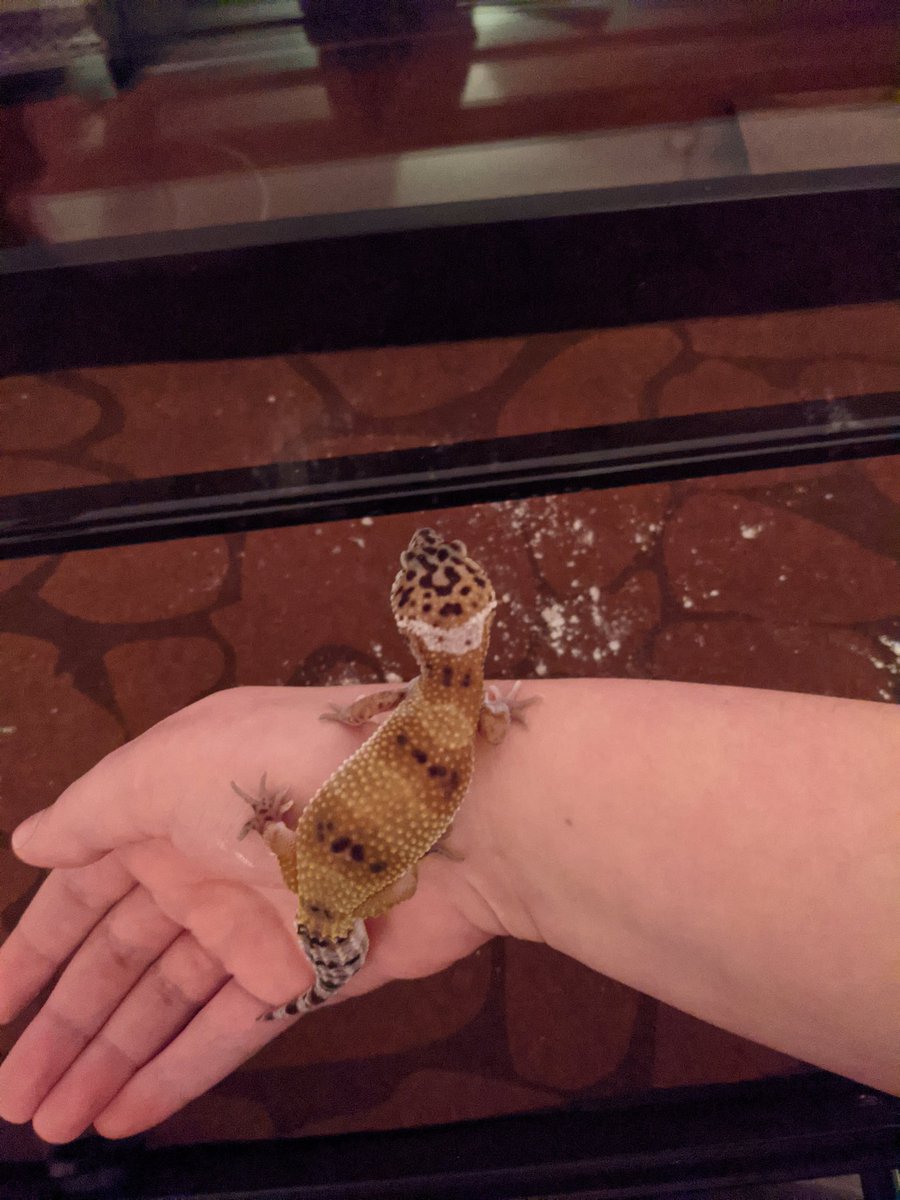 jozirozi19's tweet photo. Please appreciate these pictures of Riddle. Proud to be this gecko's mom 💛 https://t.co/JfdsVdYQeA