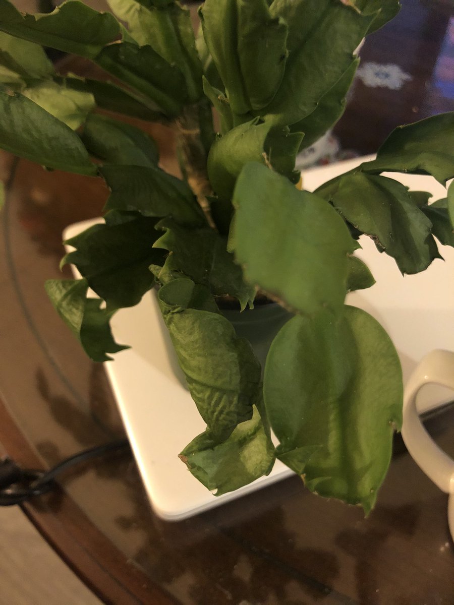 anomaly113's tweet image. Anyone good with plants? Somethings amiss with my Christmas cactus. I water it every two-three weeks and it gets light everyday. #plantsofTwitter #planthelp