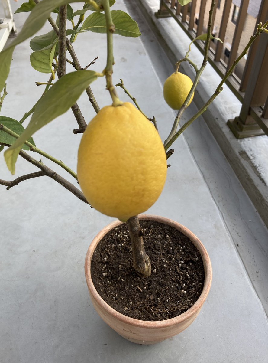 くえたけ 花が咲いた後に実になるまでに落ちてしまうことが多くて 意外と大変です ご実家のプランターならかなりの数なっているのではないですか うちももっと大きいプランターとかでと思うんですけど 虫が苦手なのであんまり大きくすると夏が怖くて くえたけ 花が咲いた後に実になるまでに落ちてしまうことが多くて 意外と大変です ご実家のプランターならかなりの数なっているのではないですか うちももっと大きいプランターとかでと思うんですけど 虫が苦手なのであんまり大きくすると夏が怖くて