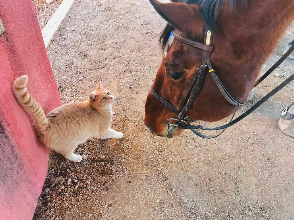 EspanolaHumane's tweet image. Atticus, a cherished and beloved school horse of @invictafarms at @lamesitaranch , gives a warm muzzle #hellokitty as Cheyenne meows back a greeting. Through our Herding Cats program, we placed Cheyenne and a few more feral kitties in the bustling barns … instagr.am/p/CJW6_ItlWor/