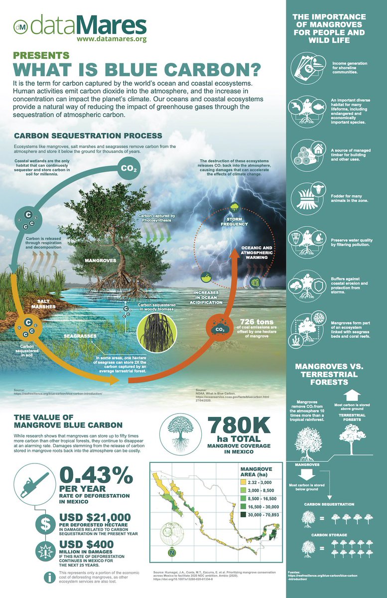 dataMares's tweet image. What is #bluecarbon and why is it important? 👉bit.ly/dMDatagraphics #scicomm #datagraphic #climatechange