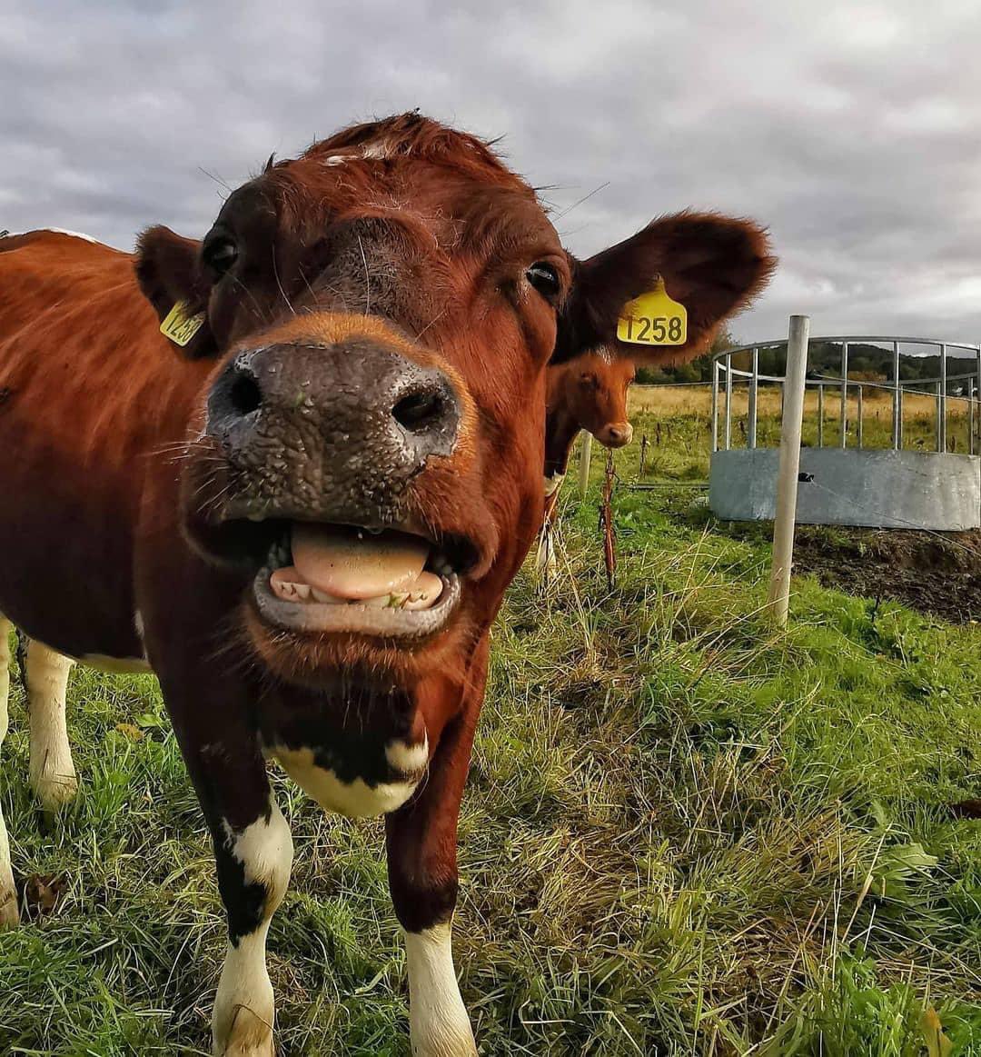 MULTISAL
CALIDAD A PRECIO JUSTO ®

_

#Repost @_cowphoto
• • • • • •
.
.
.
.
#cow #cows #country  #cowsofinstagram #cowstagram #cowphotography #beutiful 
#animalsoﬁnstagram #instacow #animalphotograpy #animallover #cuteanimals #photography #cattlecalf  #farm365