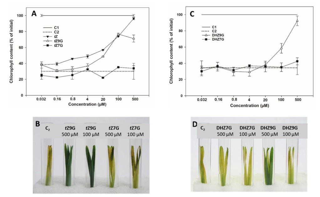 The first is based on fact, that pieces of plants in dark degrade chlorophyll. But CKs prevent that. Indeed, N9G manage to prevent chlorophyll degradation in oat leaf segments to similar degree as free base. In tomato, both N7G and N9G worked similarly.