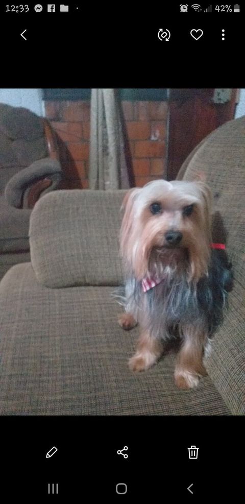 RescateAnimal's tweet photo. ⚠️⚠️ S.O.S para RINGO ⚠️⚠️
Ciudad de México
Se extravió en calle Alfareros, El Rosario. alcaldía Azcapotzalco, CDMX. Es un yorkshire de 2 años, se le acaba de cortar el pelo. ¿Lo has visto?

💰 RECOMPENSA
☎ 55 3195 3563 https://t.co/tLufdheJli