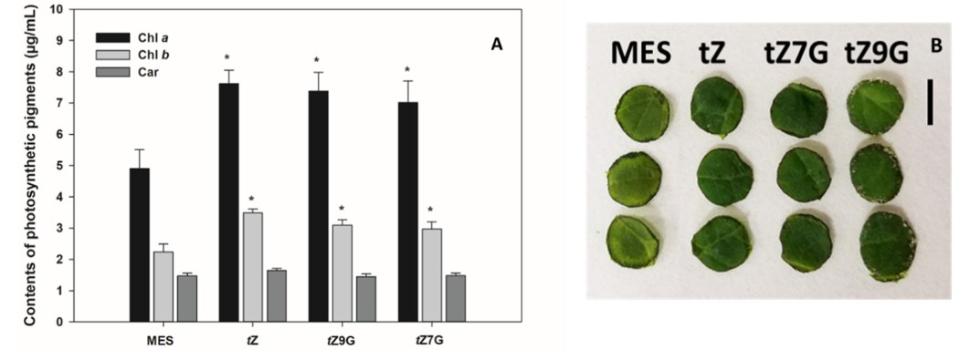 The first is based on fact, that pieces of plants in dark degrade chlorophyll. But CKs prevent that. Indeed, N9G manage to prevent chlorophyll degradation in oat leaf segments to similar degree as free base. In tomato, both N7G and N9G worked similarly.