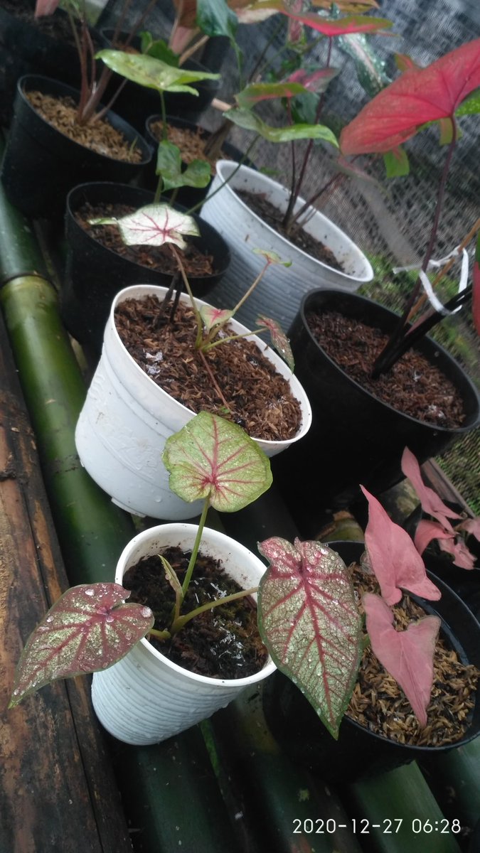 MbahmajnuN (@anwargho) on Twitter photo 